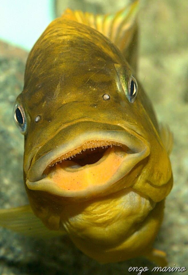 Petrochromis ephippium 'Siyeswe Bay'